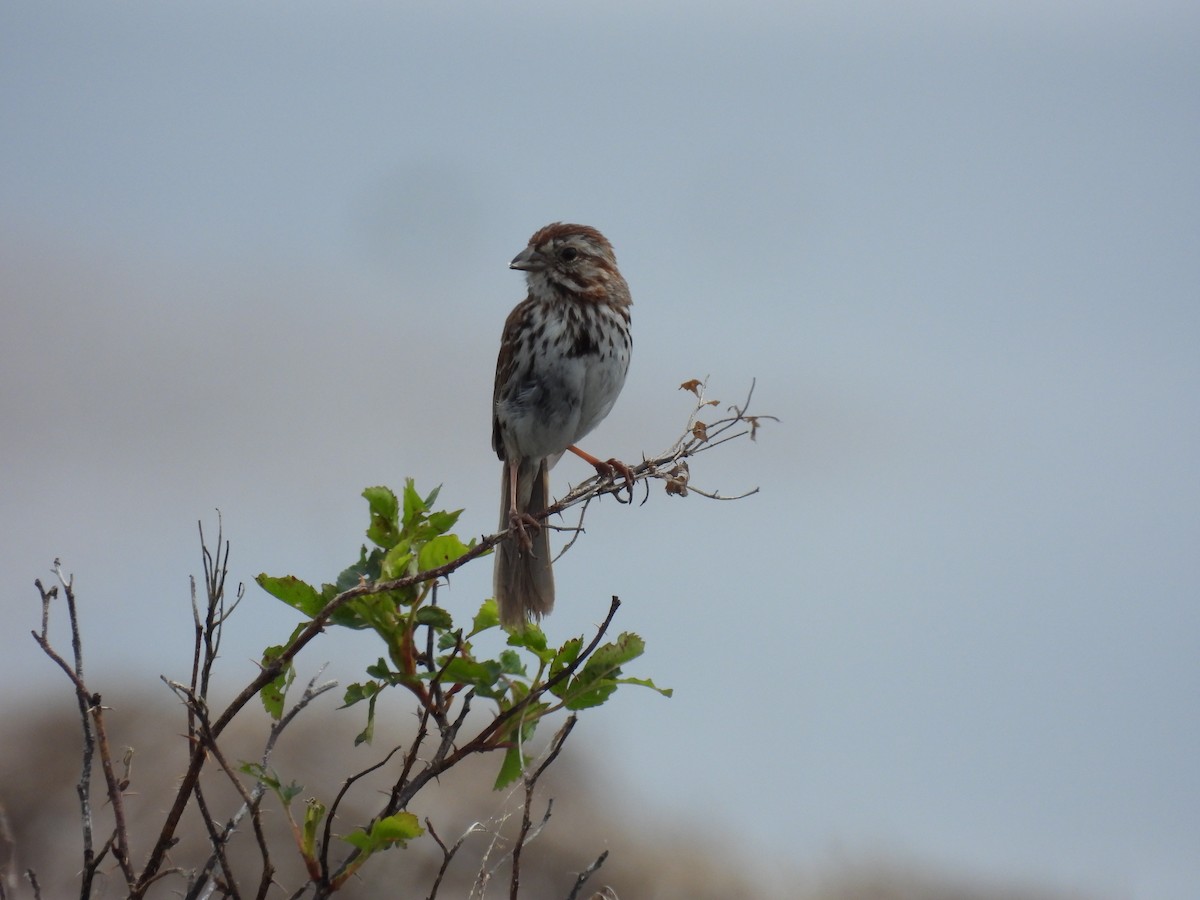 Song Sparrow - ML620370363