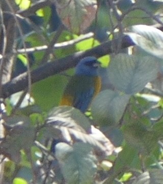 Blue-and-yellow Tanager - ML620370365