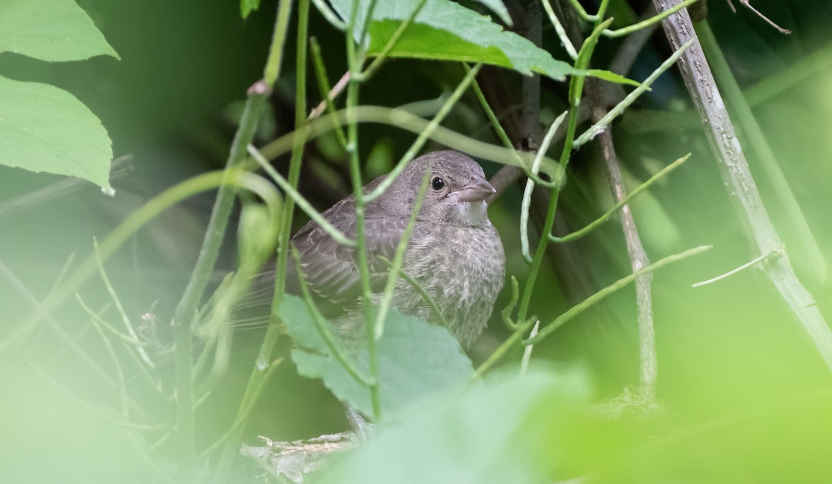 Brown-headed Cowbird - ML620370375