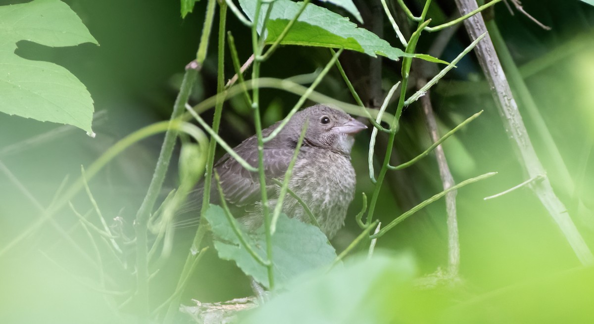 Brown-headed Cowbird - ML620370376