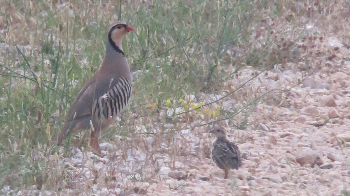 Rock Partridge - ML620370382