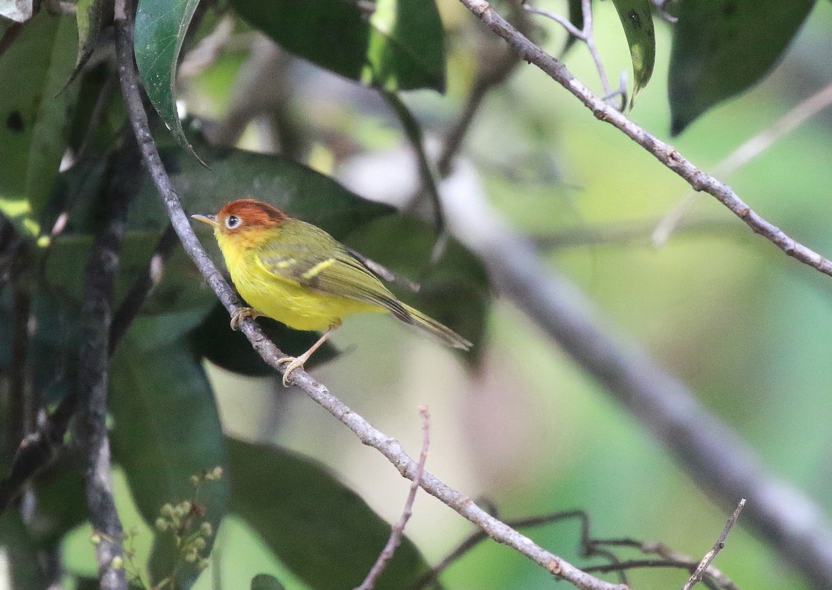 Yellow-breasted Warbler - ML620370392