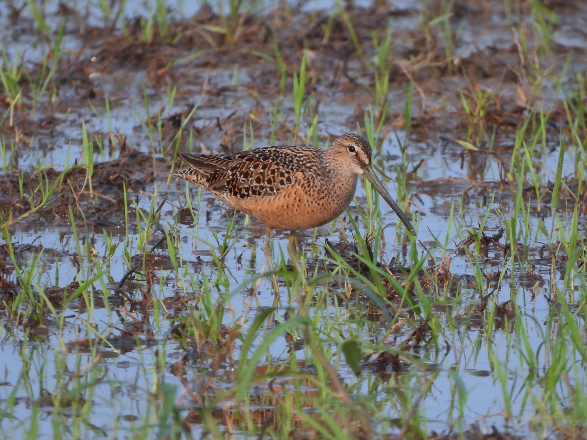 Long-billed Dowitcher - ML620370396