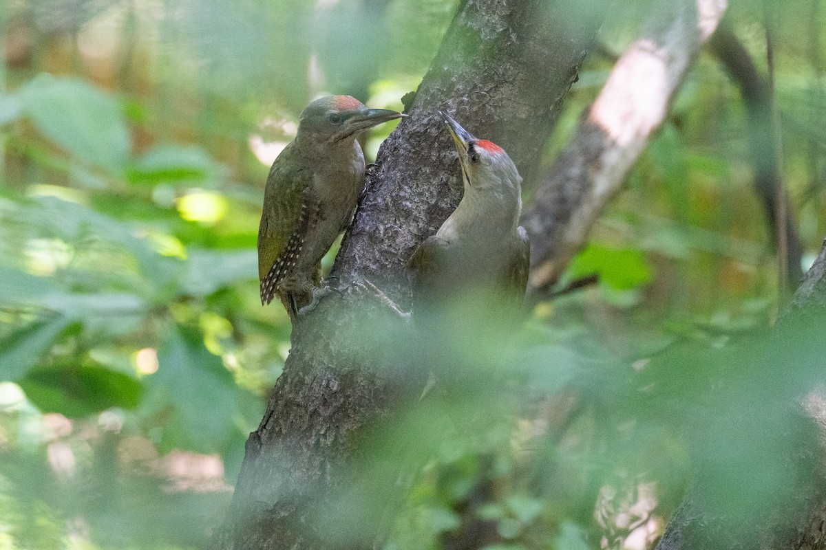 Gray-headed Woodpecker - ML620370409