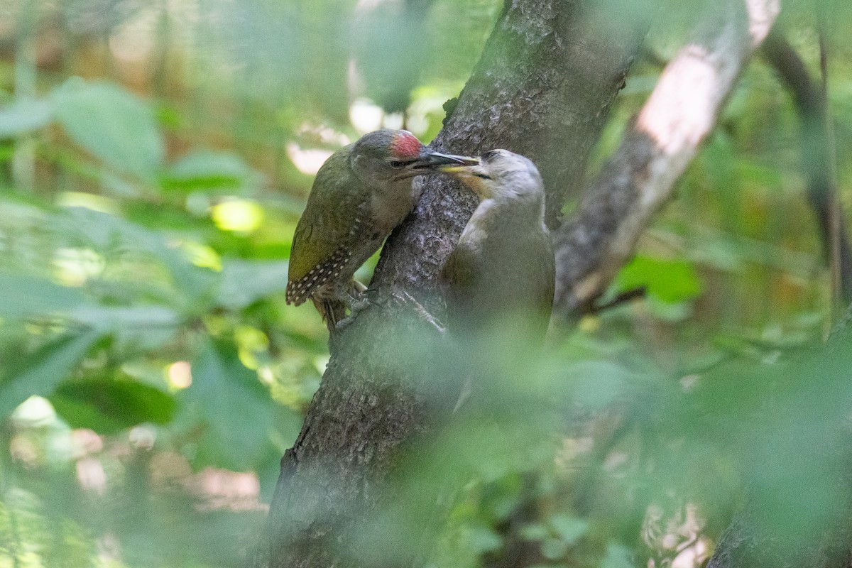 Gray-headed Woodpecker - ML620370410