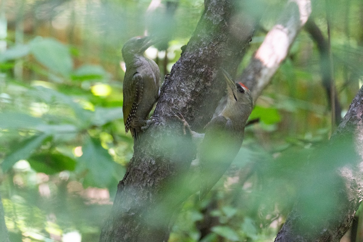 Gray-headed Woodpecker - ML620370411