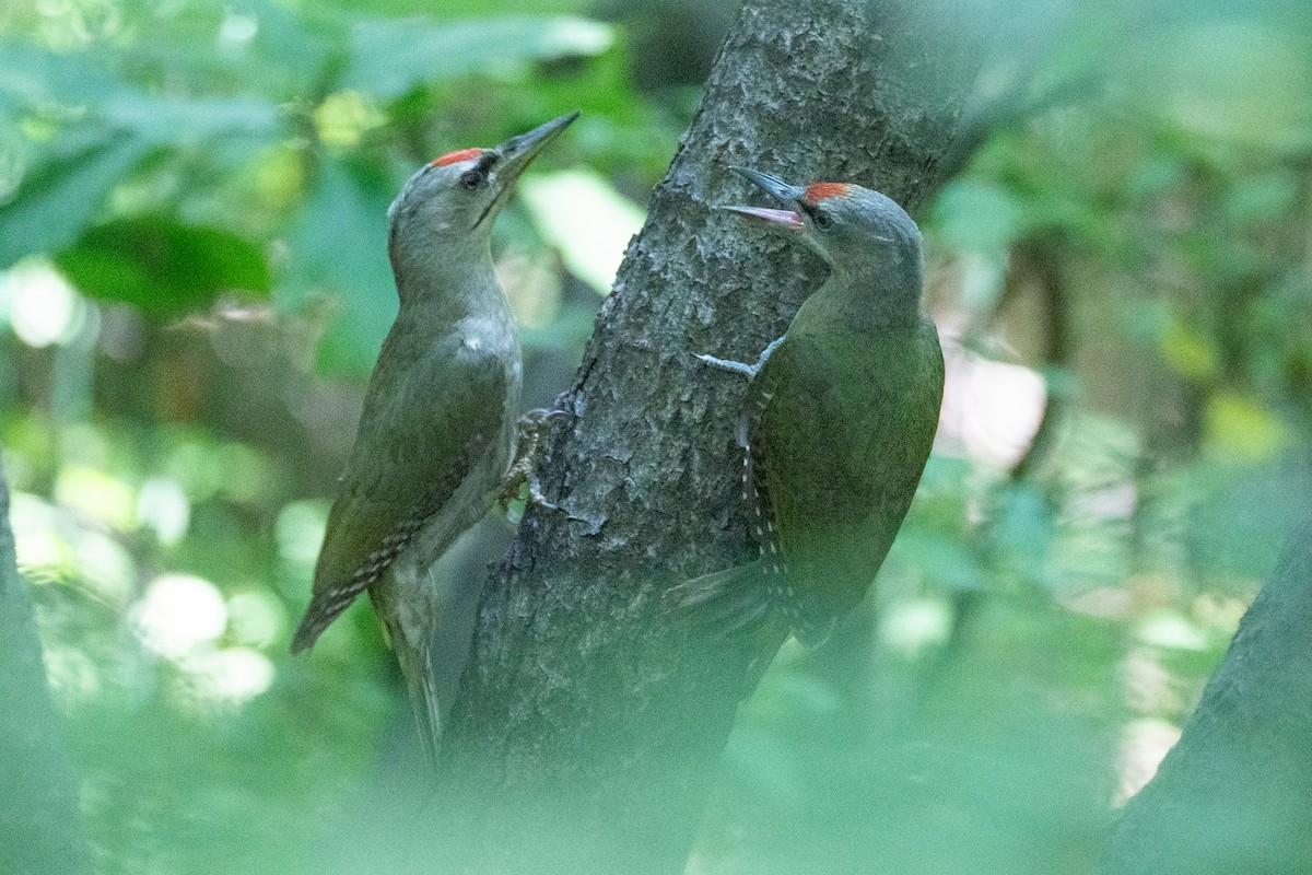 Gray-headed Woodpecker - ML620370414