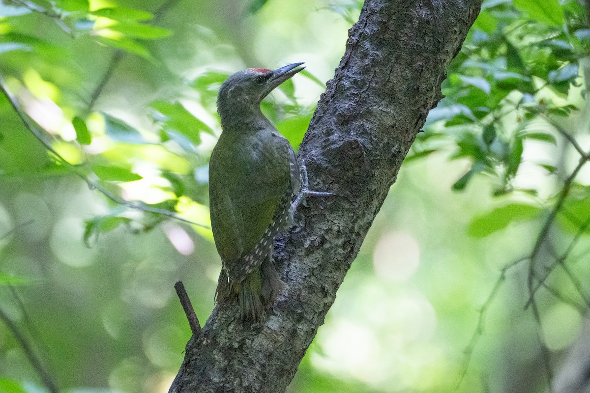 Gray-headed Woodpecker - ML620370416