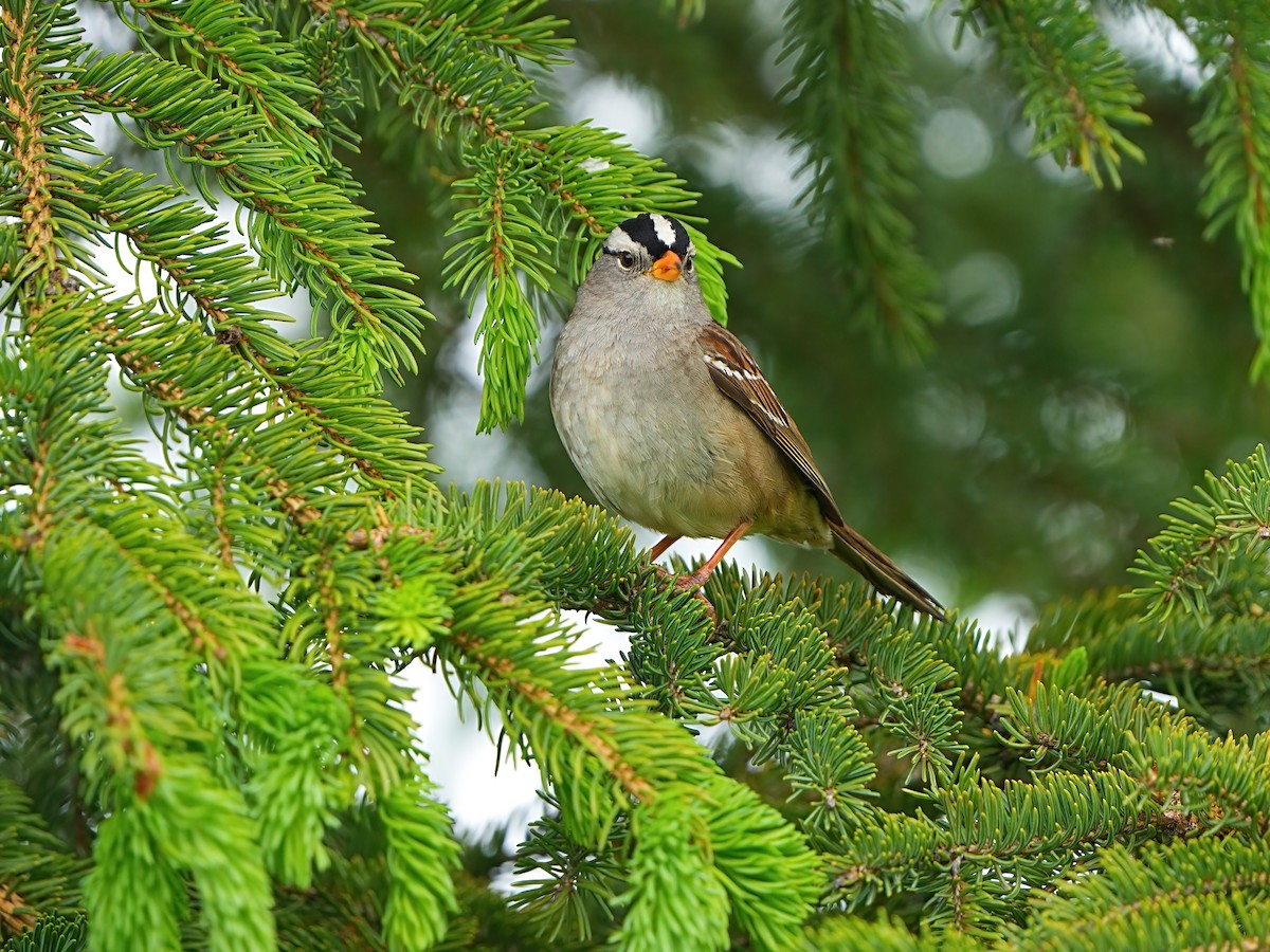 White-crowned Sparrow (Gambel's) - ML620370424