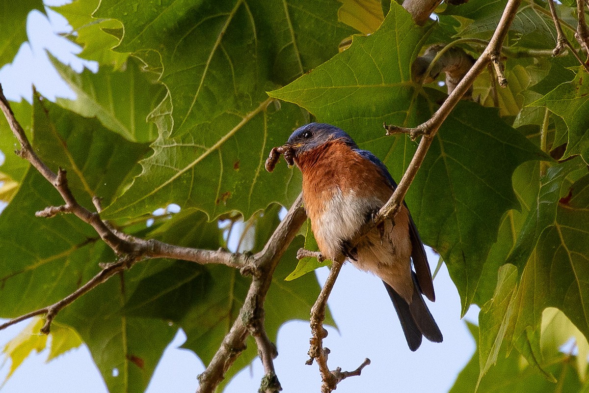 Eastern Bluebird - ML620370432