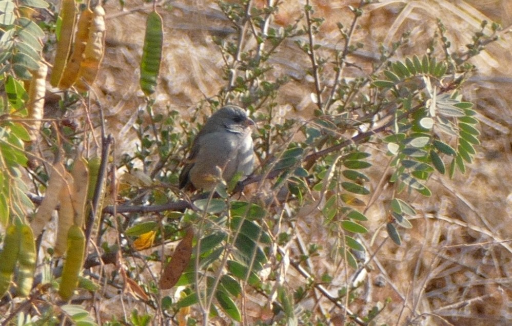 Band-tailed Seedeater - ML620370441