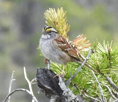 White-throated Sparrow - ML620370444