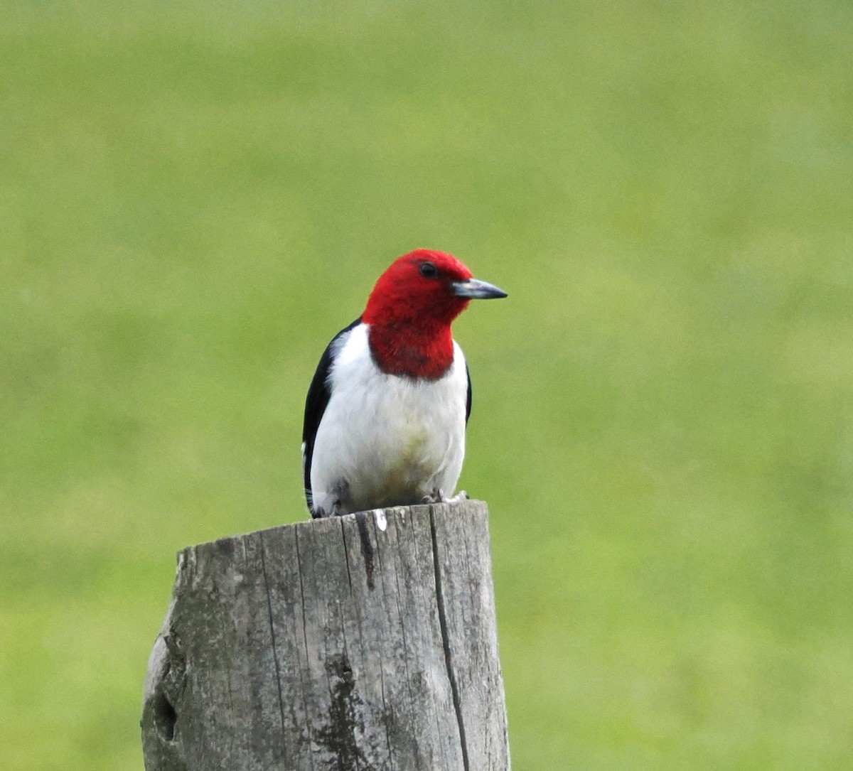 Red-headed Woodpecker - ML620370446