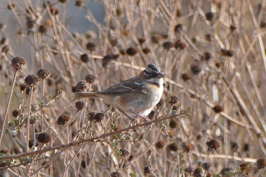 Rufous-collared Sparrow - ML620370448