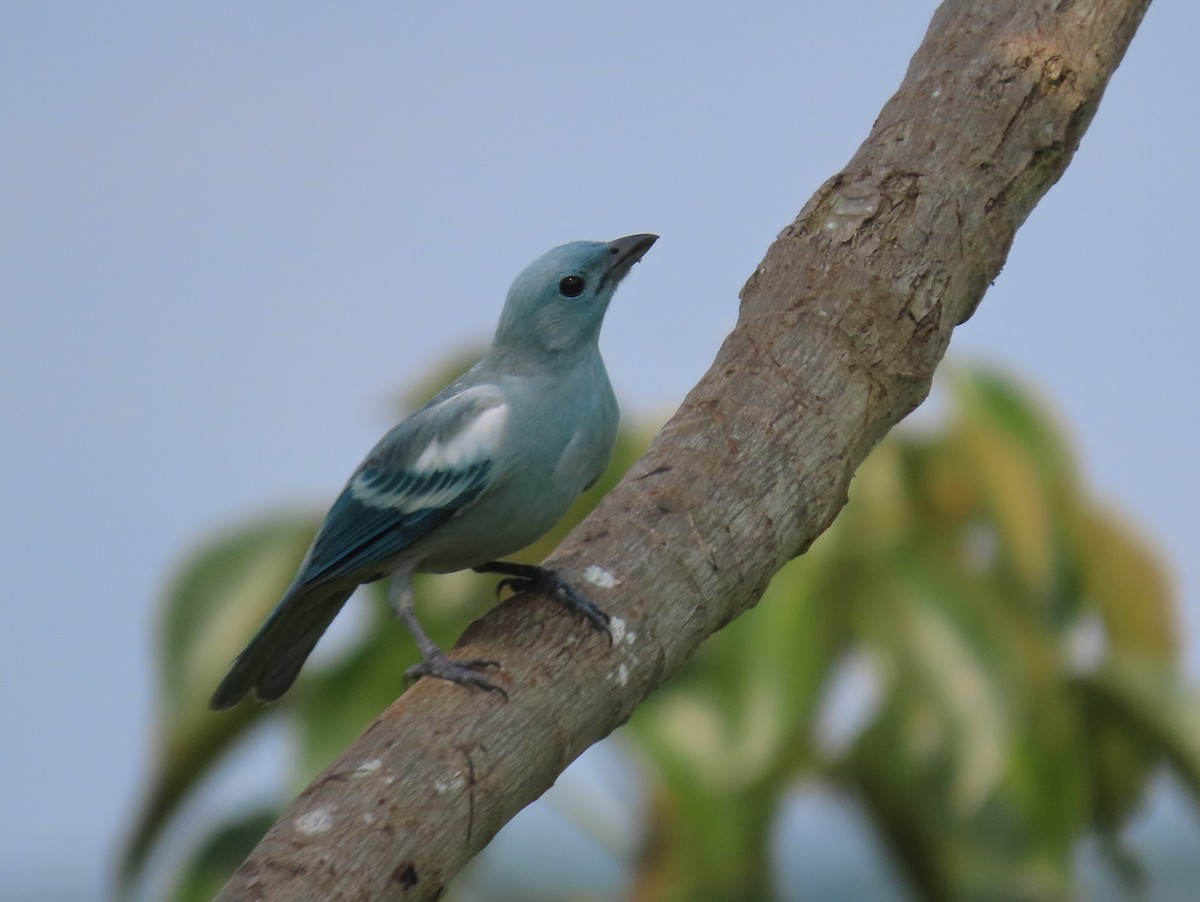 Blue-gray Tanager - ML620370451