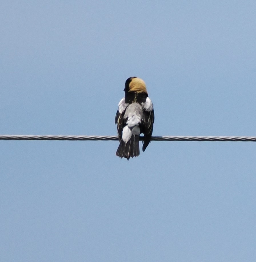 bobolink americký - ML620370460