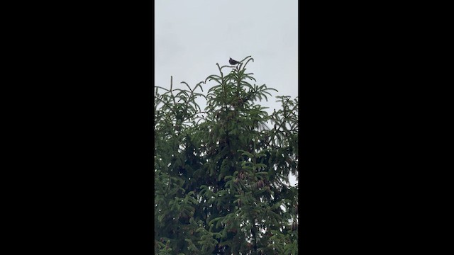 White-collared Blackbird - ML620370461