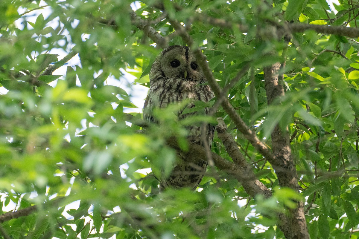 Himalayan Owl - ML620370466