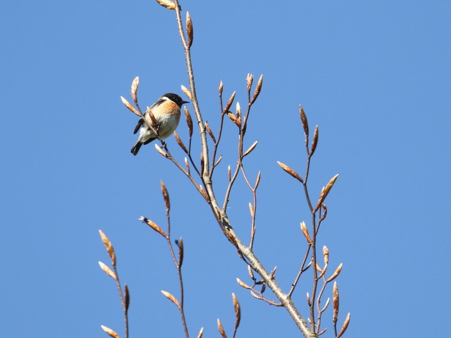 European Stonechat - ML620370486