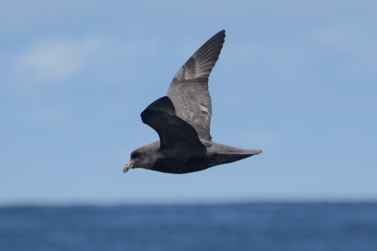 Northern Fulmar - ML620370496