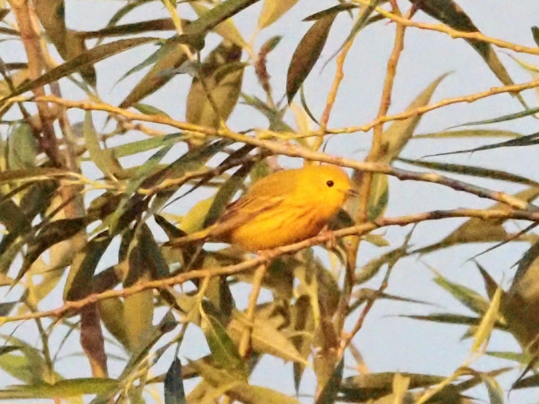 Yellow Warbler - ML620370505