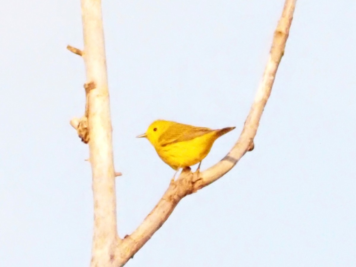 Yellow Warbler - ML620370509