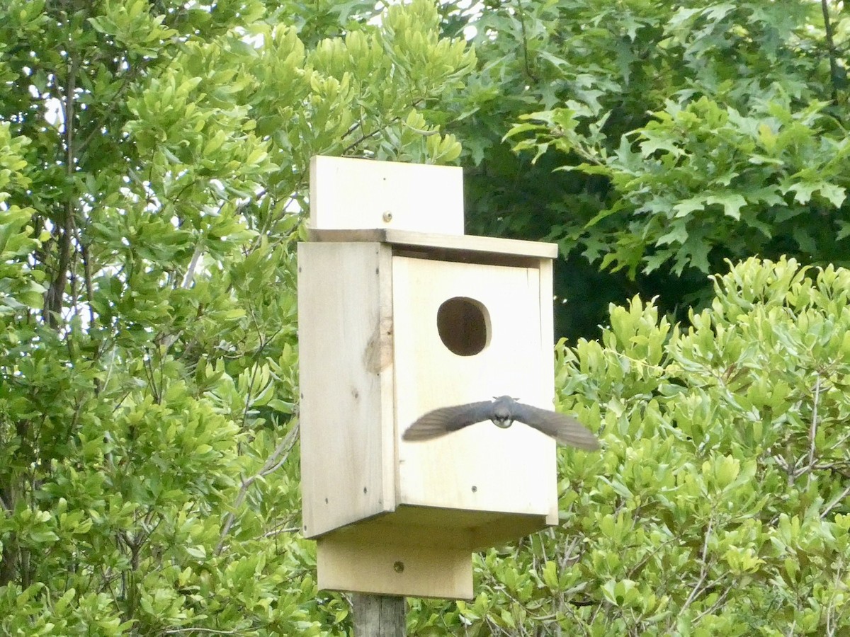 Golondrina Común - ML620370515