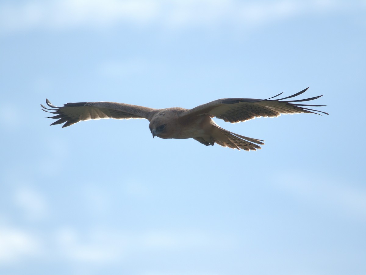 Австралийский орёл-карлик - ML620370525