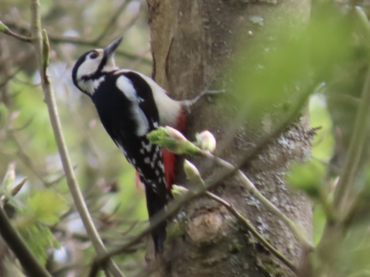 Great Spotted Woodpecker - ML620370527