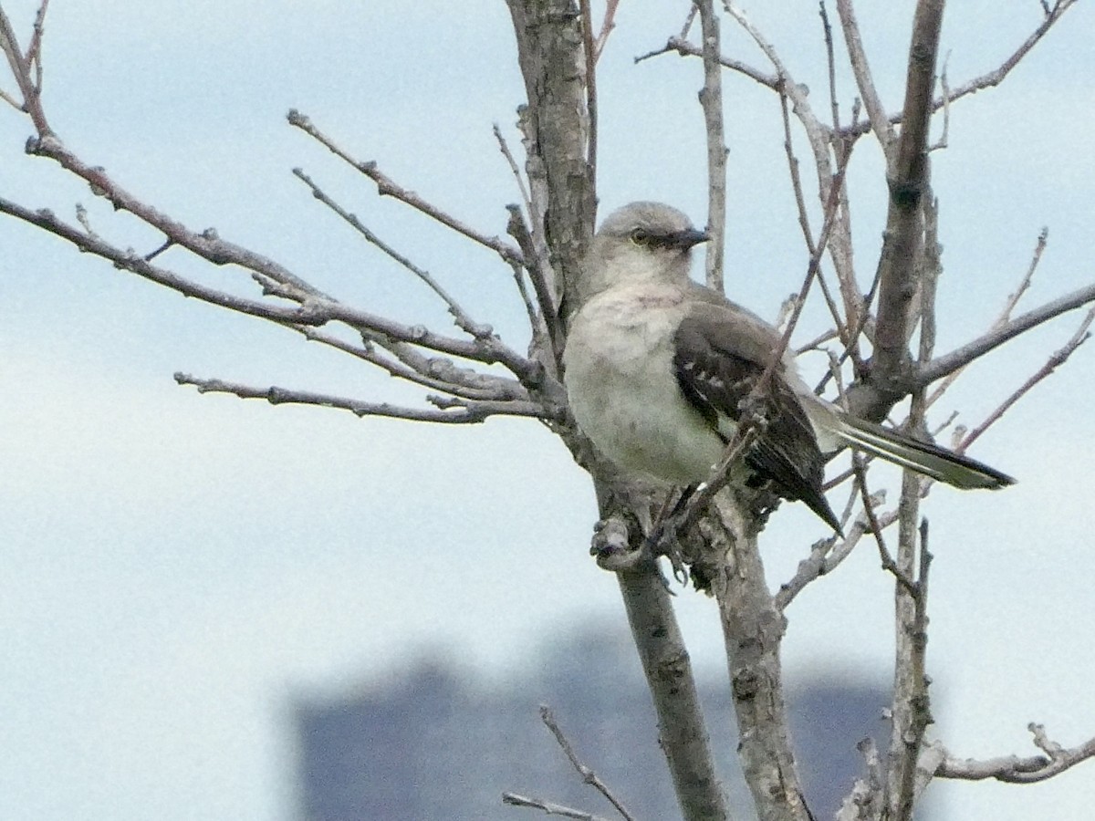 Northern Mockingbird - ML620370529