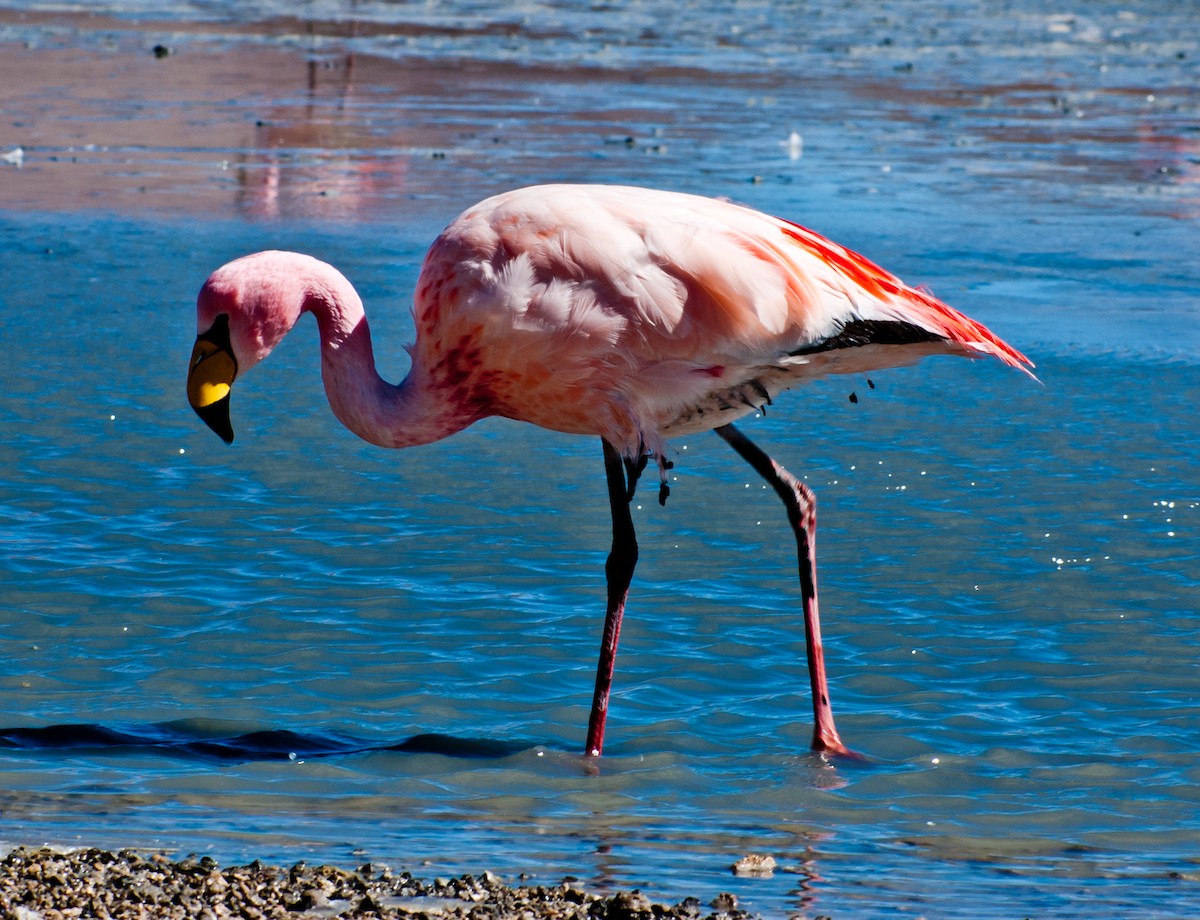 James's Flamingo - ML620370542