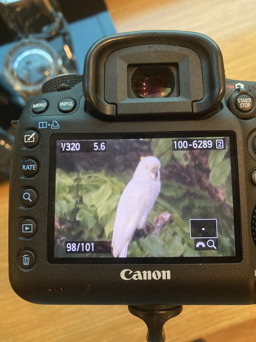 Sulphur-crested Cockatoo - ML620370559