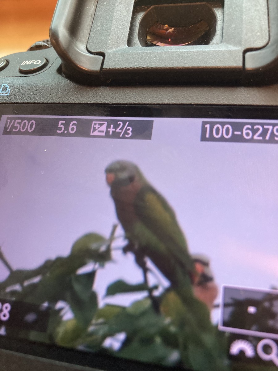 Red-breasted Parakeet - ML620370562