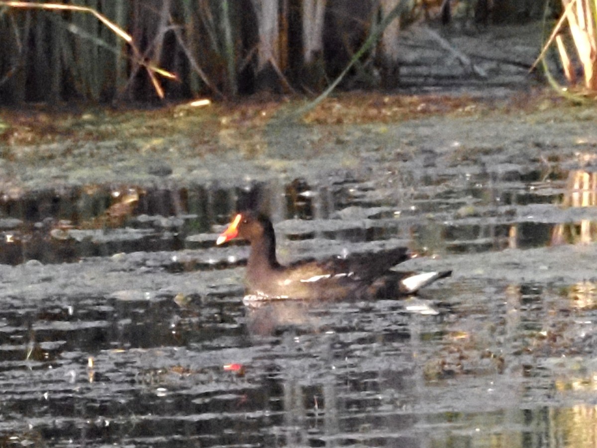 Common Gallinule - ML620370578