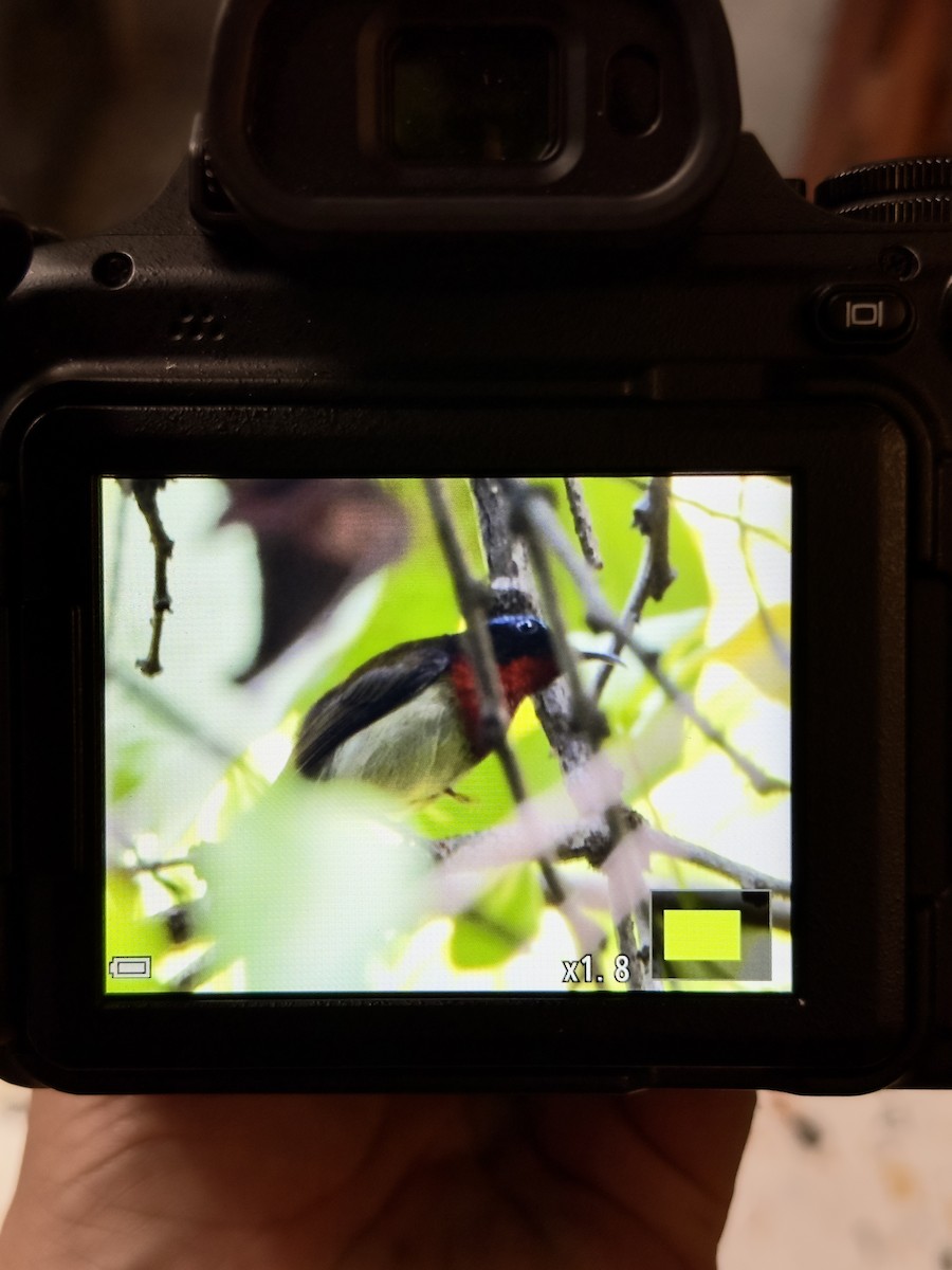 Fork-tailed Sunbird - ML620370591