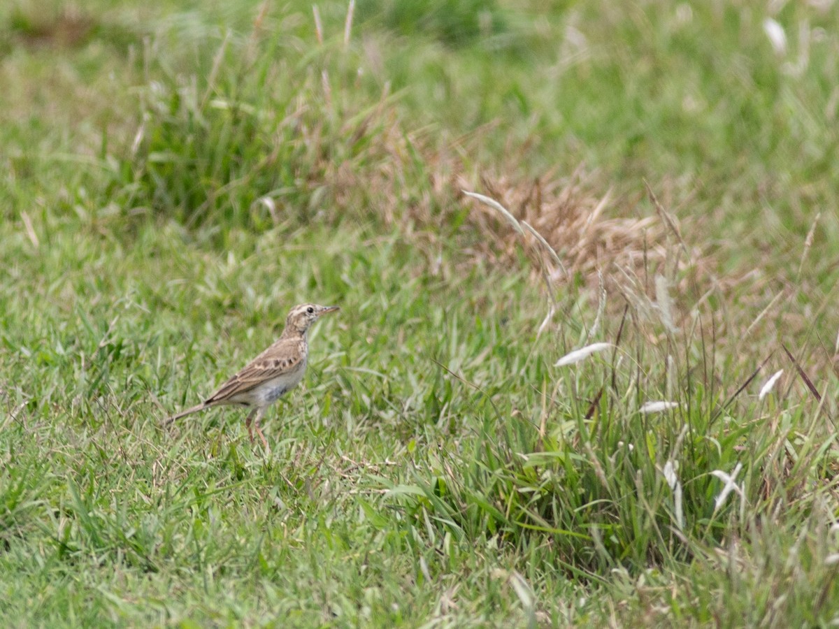 pipit sp. - ML620370639