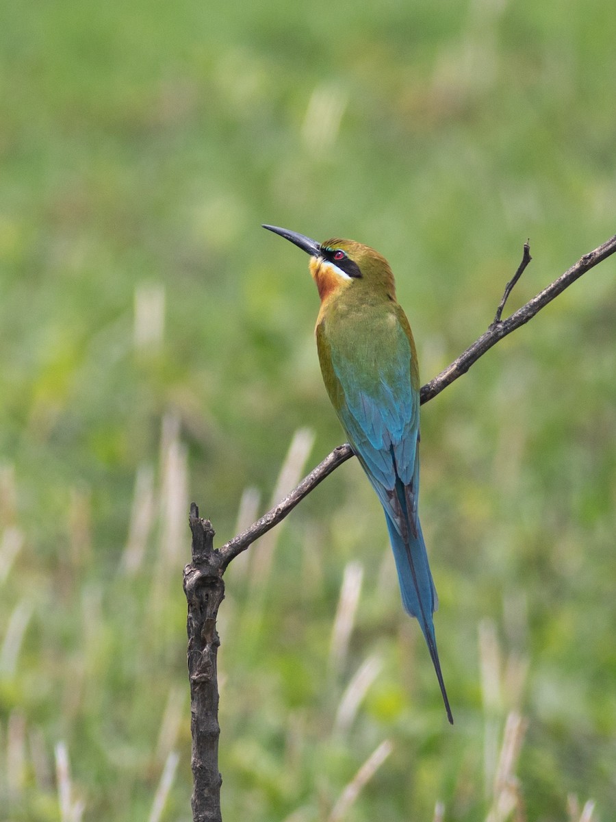 Blue-tailed Bee-eater - ML620370652