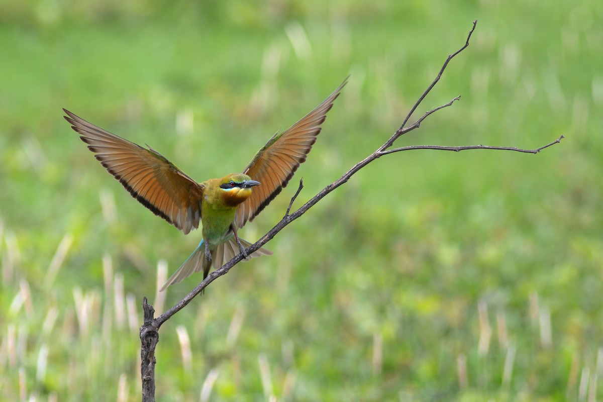 Blue-tailed Bee-eater - ML620370653