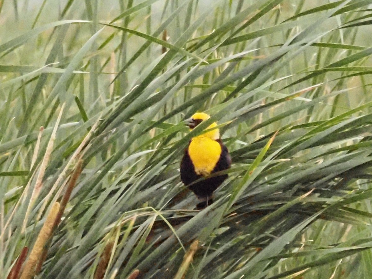 Yellow-headed Blackbird - ML620370669