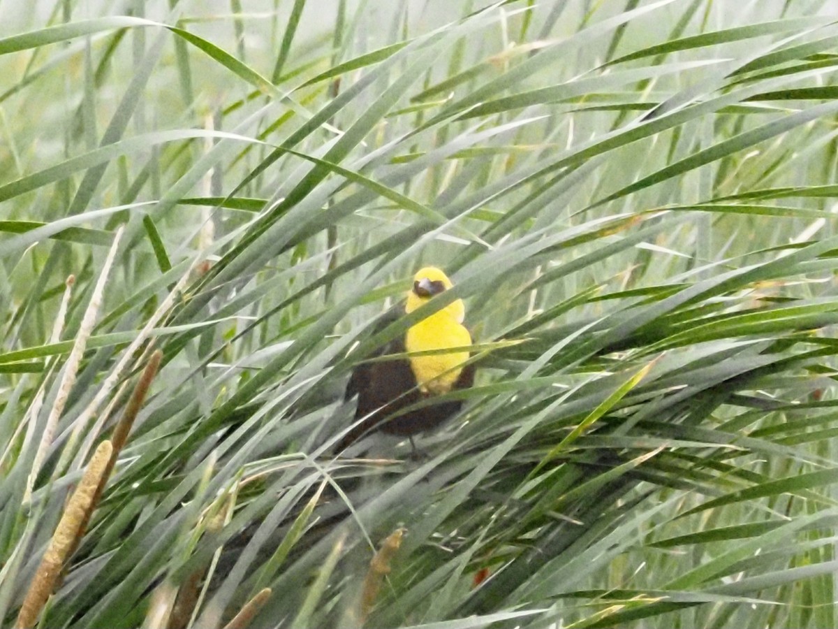 Yellow-headed Blackbird - ML620370670
