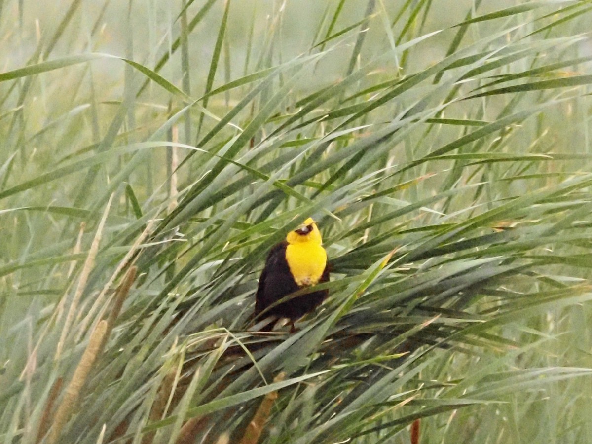 Yellow-headed Blackbird - ML620370671