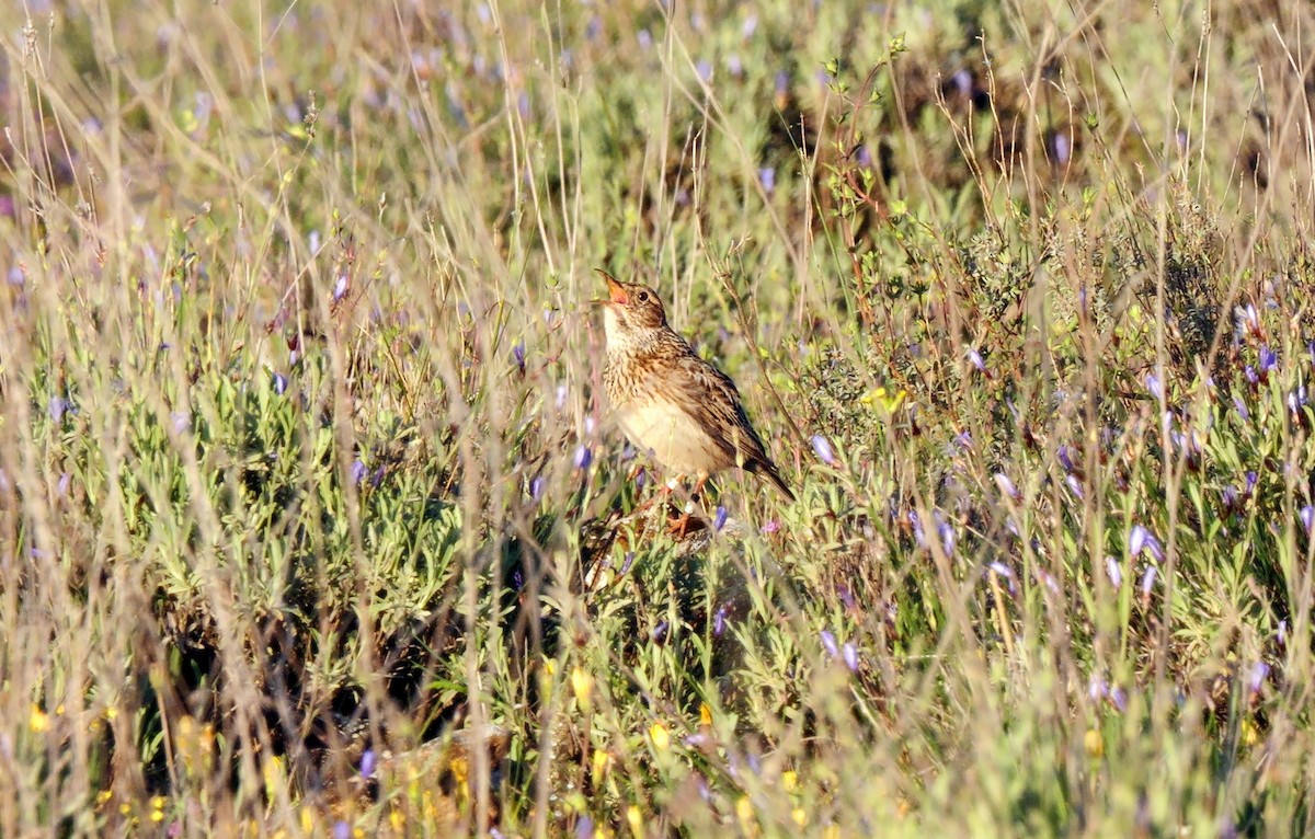 Dupont's Lark - ML620370676