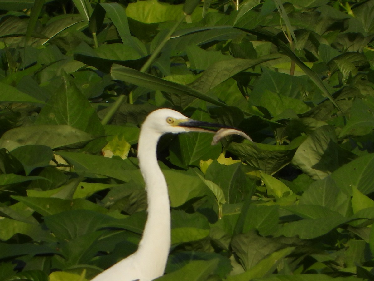 Medium Egret - ML620370677