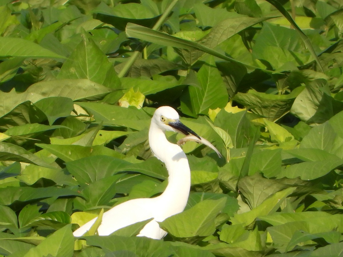 Medium Egret - ML620370678