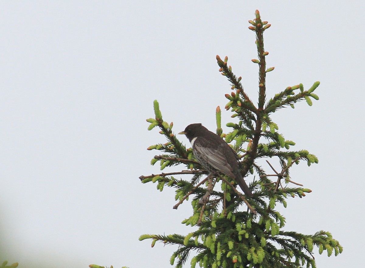 Ring Ouzel - Tomasz Kulakowski