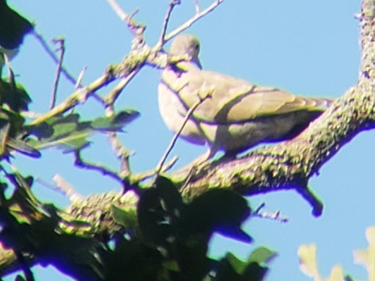 Eurasian Collared-Dove - ML620370682