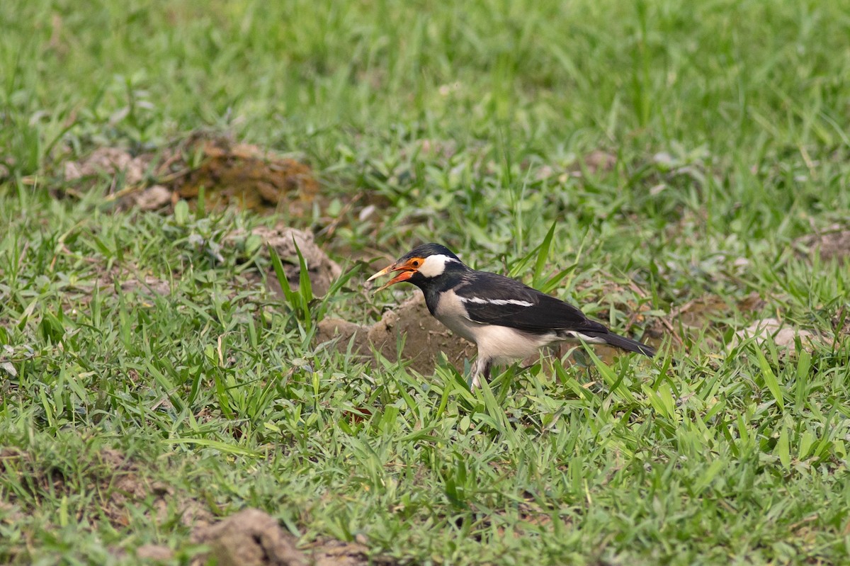 Indian Pied Starling - ML620370686