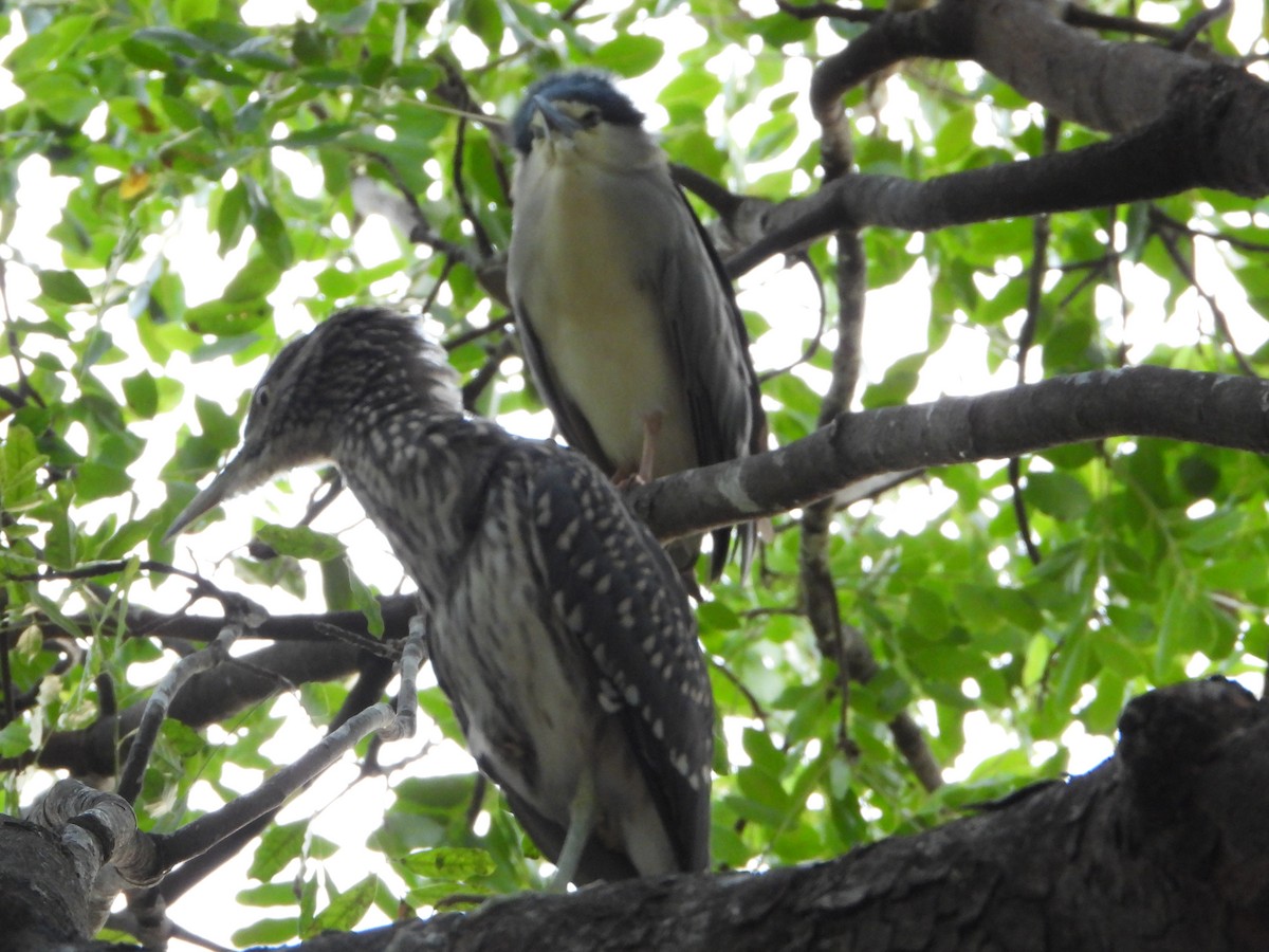 Black-crowned Night Heron - ML620370691