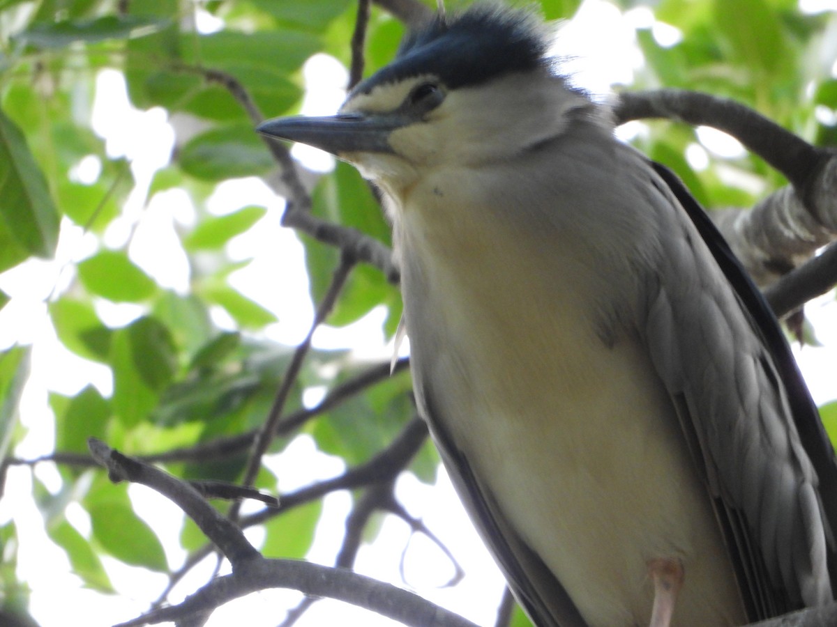 Black-crowned Night Heron - ML620370694