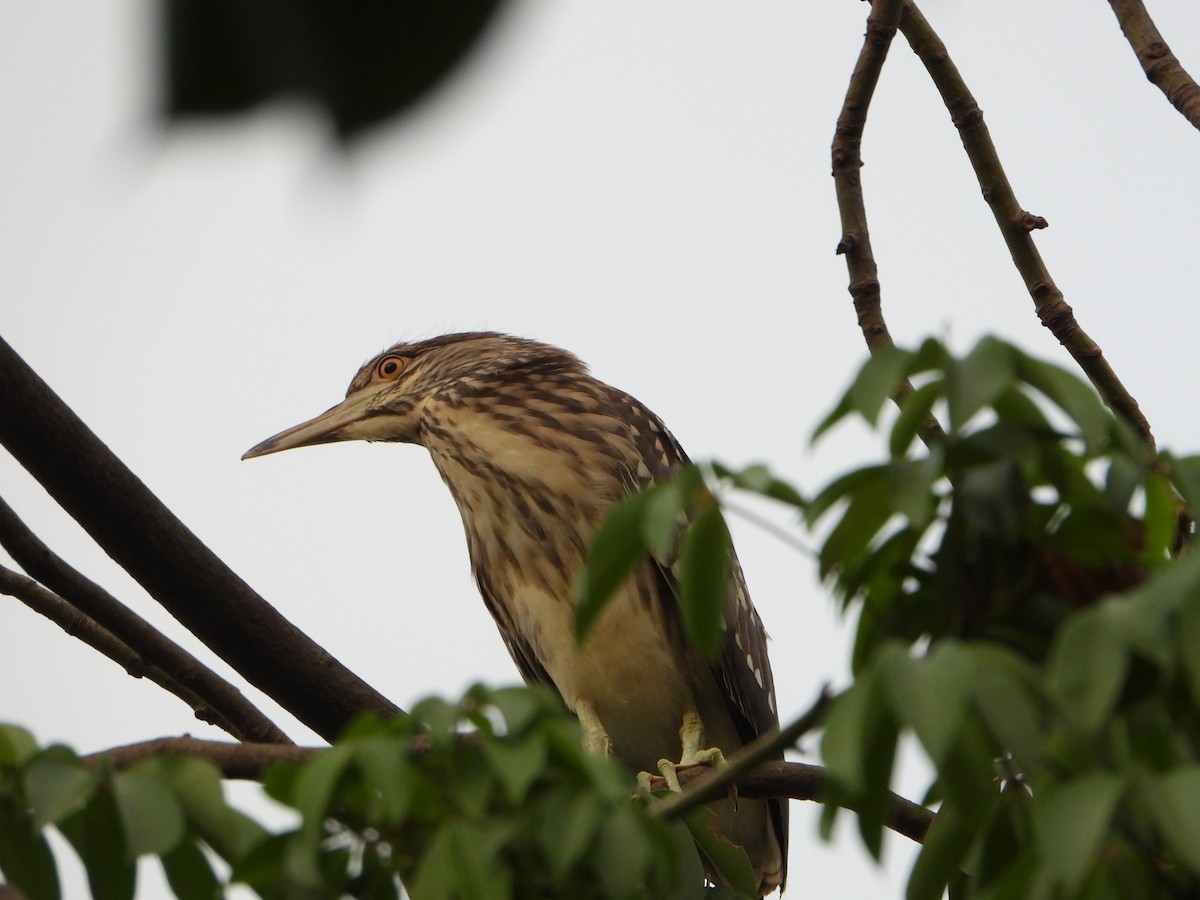 Black-crowned Night Heron - Seema Tangadpalliwar